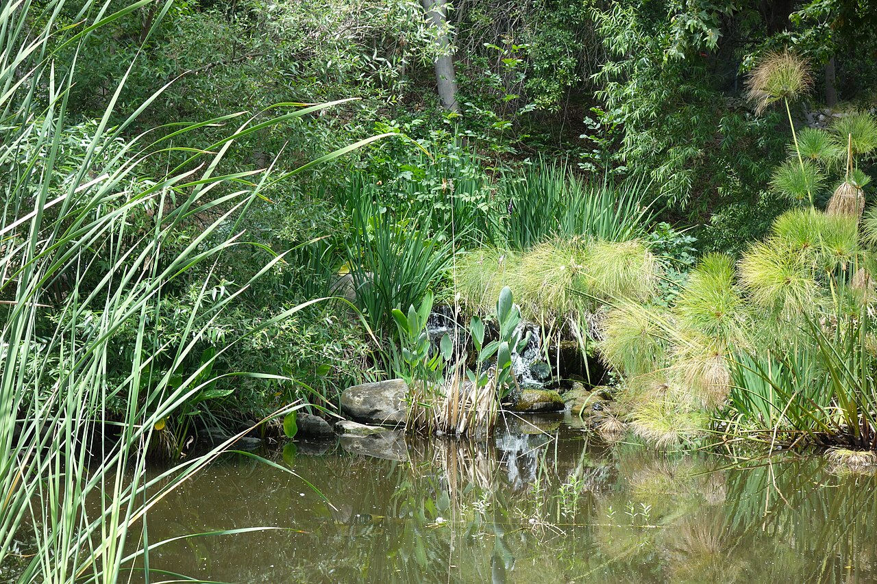 A pond ringed with trees and reeds at Descanso Gardens in La Cañada Flintridge