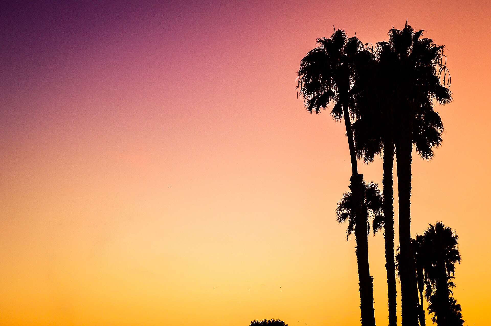 Palm trees silhouetted against a sunset sky
