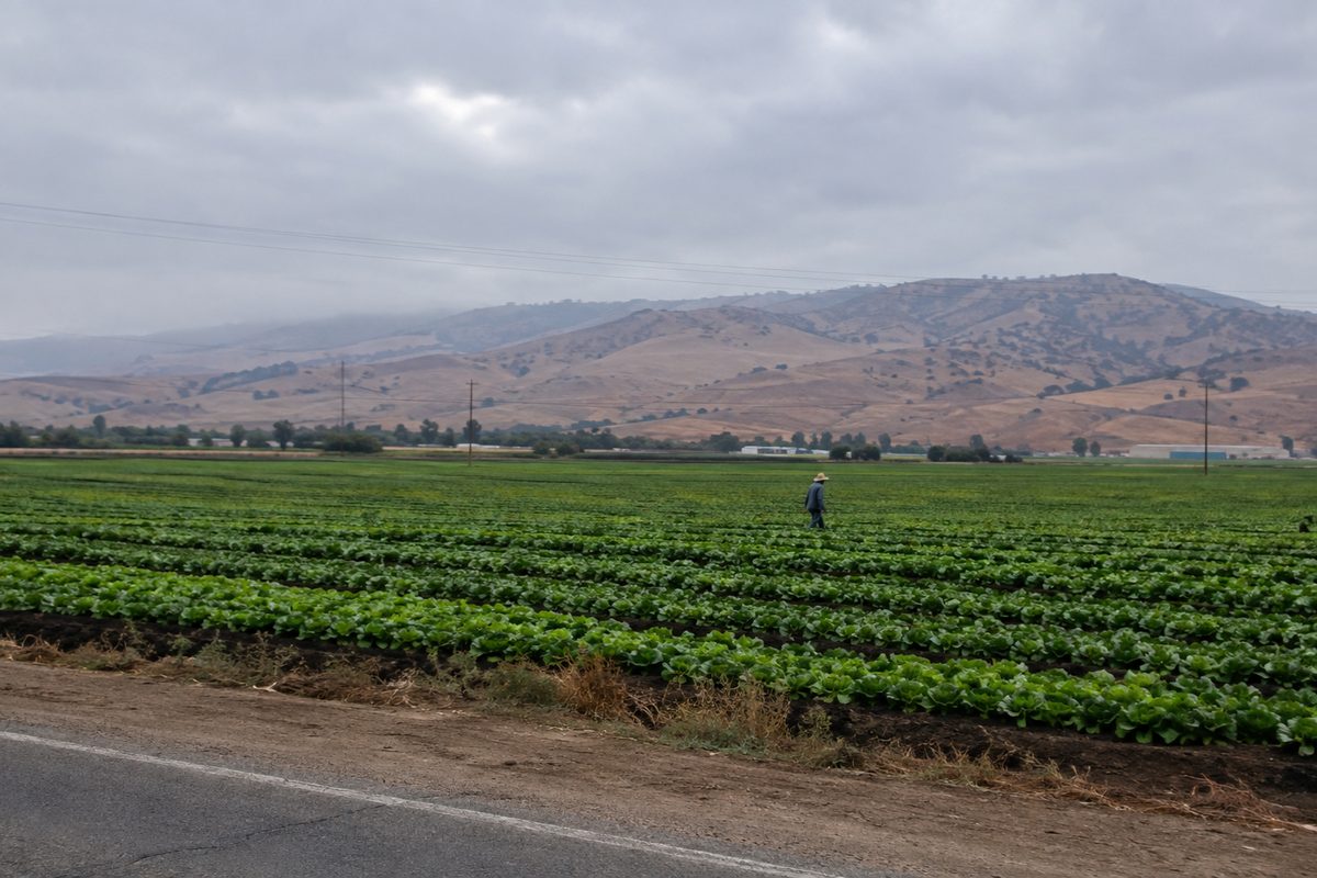 Rows of crops stretch across Salinas Valley farmland under an overcast sky, with low brown hills behind and a farmworker small in the distance.