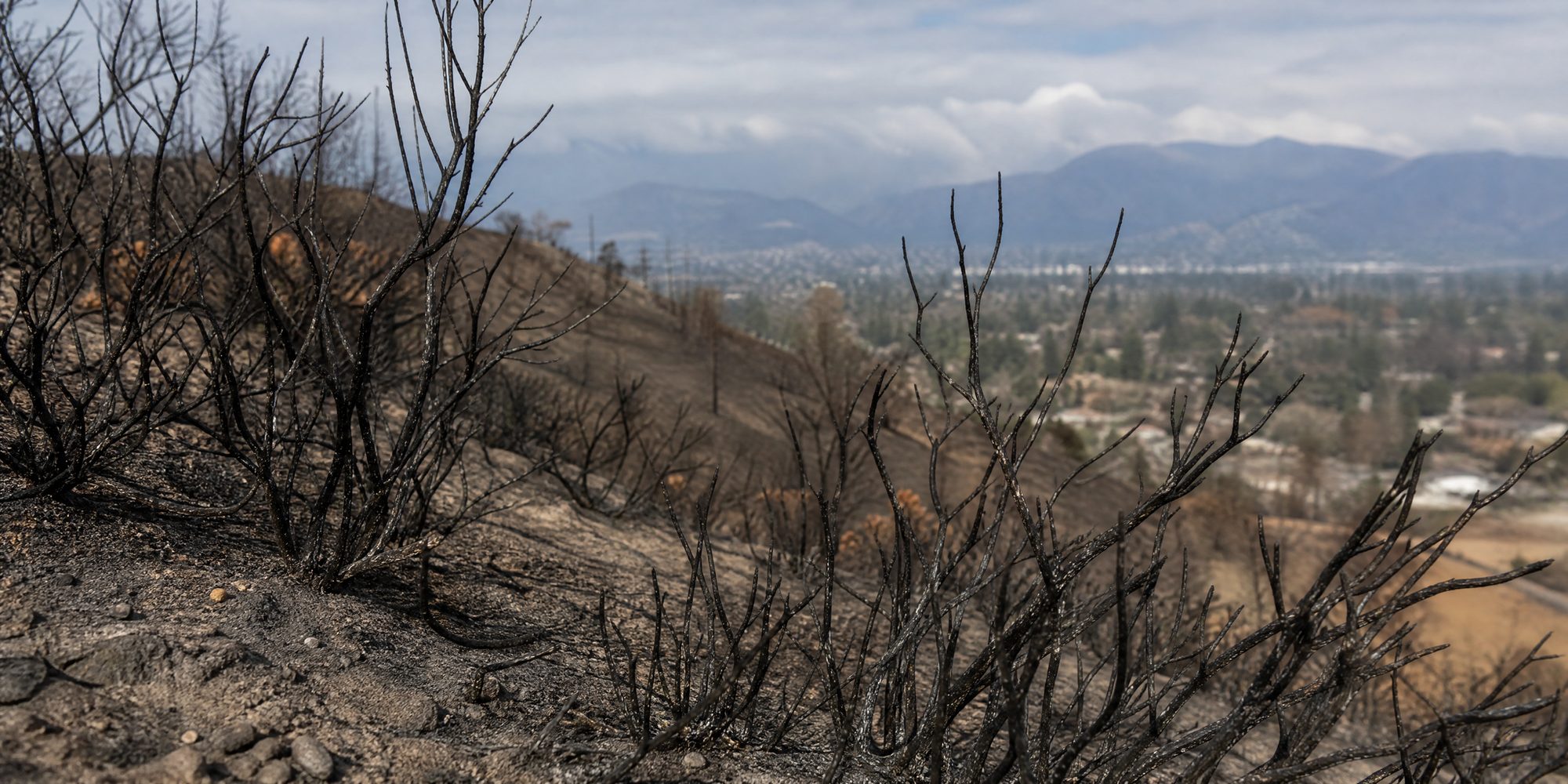 Burned chaparral on a hillside in the Eaton Fire burn scar above Altadena, weeks after the fire