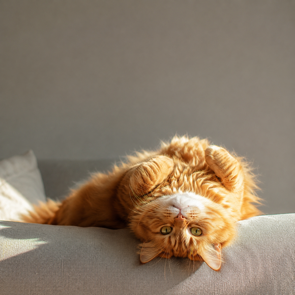 Orange cat viral video