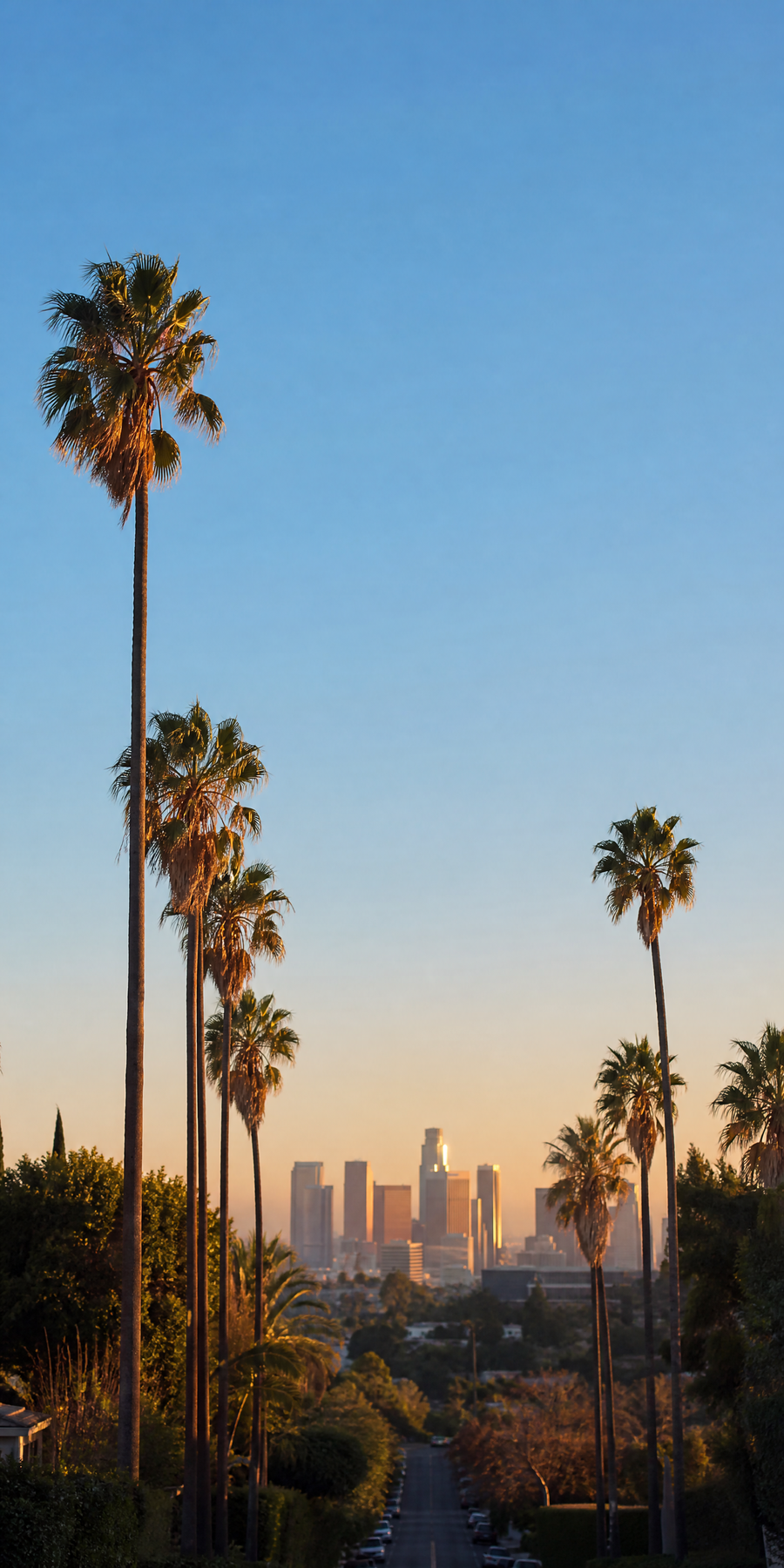 Los Angeles street lined with palm trees