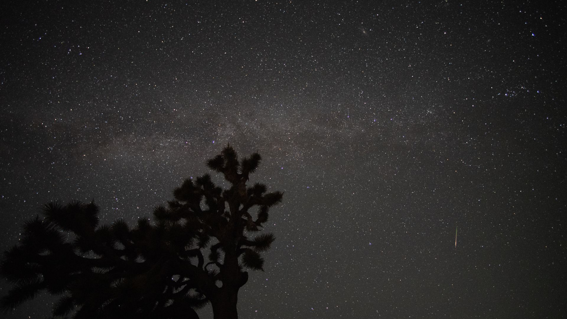 A Perseid meteor streaks past the Milky Way over a silhouetted Joshua tree