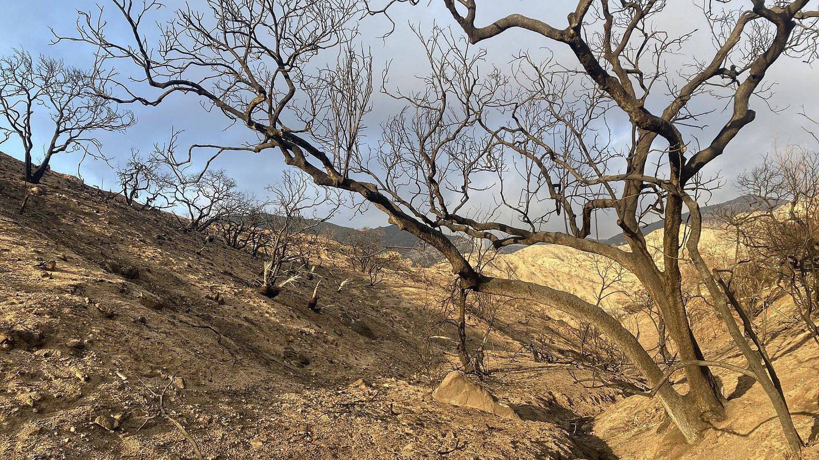 Burned chaparral on a hillside in the Eaton Fire burn scar above Altadena, weeks after the fire